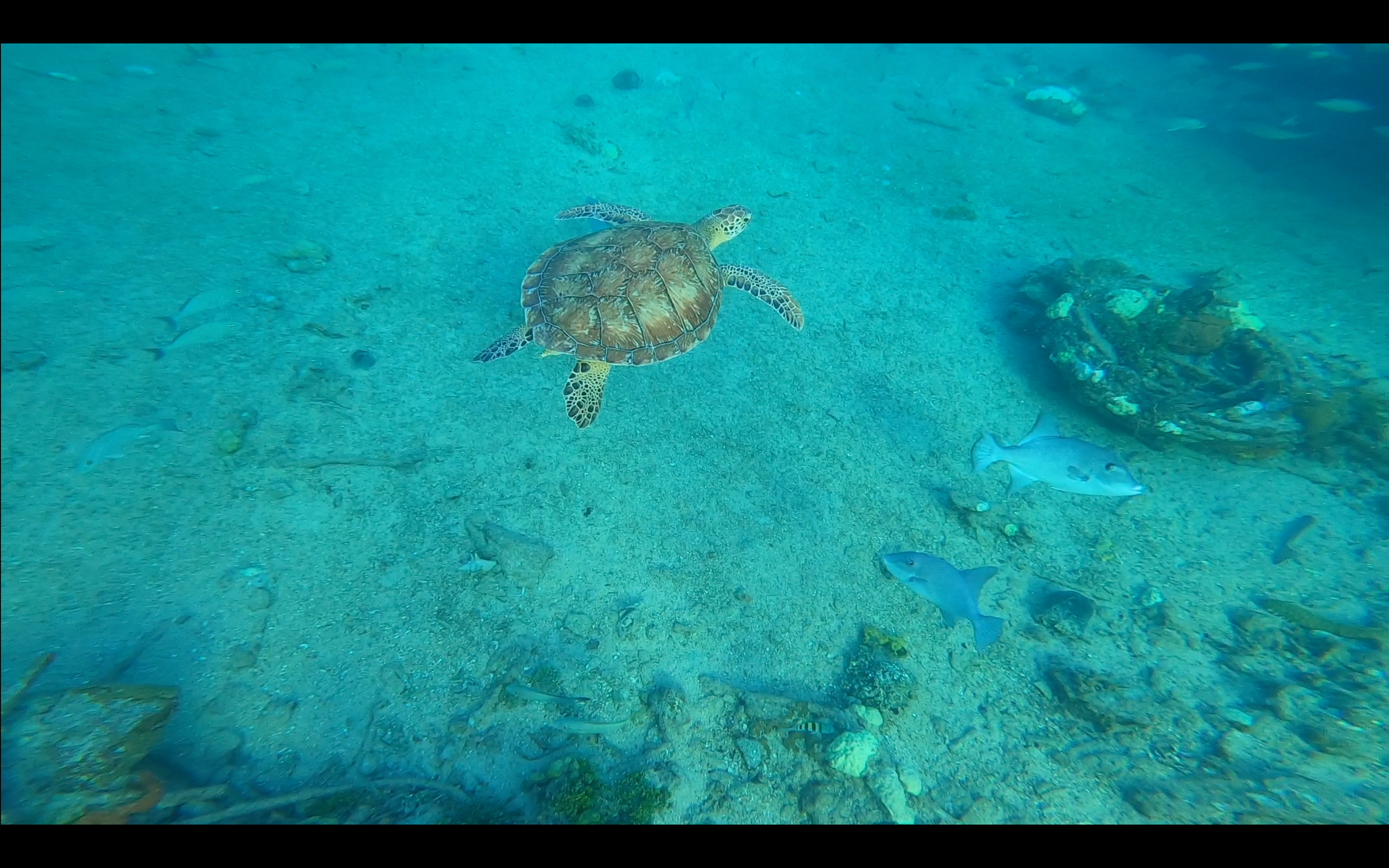 Load video: TRIP TO EXUMAS AND BERRY ISLANDS